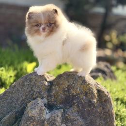 JummyChoo - Chocolate merle male Pomeranian puppy in Stockton, California from Pommiepalace