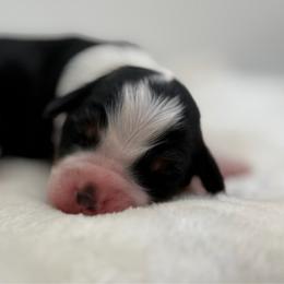 Boy 2 - Tri-color male Bernedoodle puppy in Montverde, Florida from Central Florida Bernedoodles