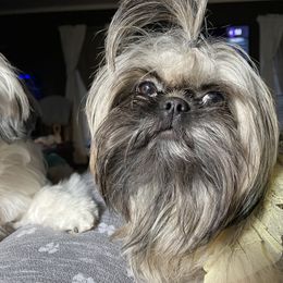 Miniature Schnauzer and Shih Tzu All Grown Up from Beards of Glory