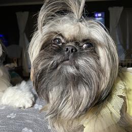 Miniature Schnauzer and Shih Tzu All Grown Up from Beards of Glory