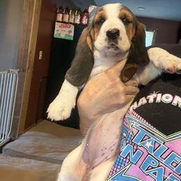 Purple Collar Tri Female - Black brown and white female Basset Hound puppy in Republic, Missouri from Shauna Jones Family Basset Hounds