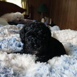 Fiona - Black female Havapoo puppy in Blanch, North Carolina from Faithful Hearts Kennel