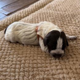 Wirehaired Pointing Griffon Puppies from Idleista Grand Chasseur