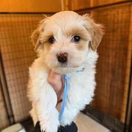 Cider (Blue collar) - Cream male Havanese puppy in Silverton, Oregon from PNW Havanese