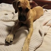 Girl 1 "Louis Vuitton"" - Yellow Black Mouth Cur puppy in Seminole, Florida from Black Mouth Cur Obsession