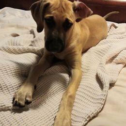 Girl 1 "Louis Vuitton"" - Yellow Black Mouth Cur puppy in Seminole, Florida from Black Mouth Cur Obsession