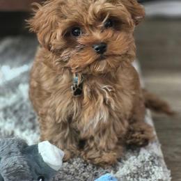 Bernedoodle, Cavapoo, Havanese, and Havapoo Puppies from Lady Paws Puppies - Cassie