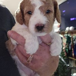 Assorted Doodle Crosses, Cavapoo, and Goldendoodle Puppies from Debbie's Puppies