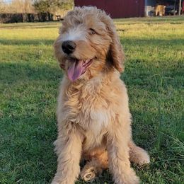 Merry - Red Bernedoodle puppy in Christiana, Tennessee from Southern Home Pups