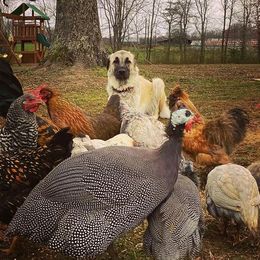 Anatolian Shepherd Dogs from Bad Luck Farm