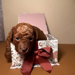 Crimson - Red  male Poodle puppy in Griffin, Georgia from Rawls Lovely Little Tots