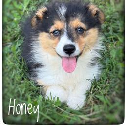 Honey - Black and tan female Pembroke Welsh Corgi puppy in Nortonville, Kansas from Low Riders Corgis & Mini Aussies