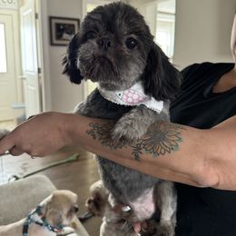 Jack Jack - Black and tan male Shih Tzu puppy in Manahawkin, New Jersey from Lilly’s Seashore Shih Tzus