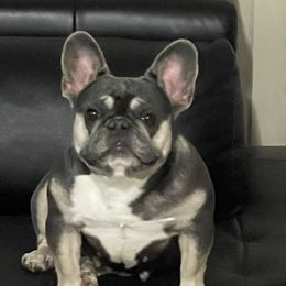 CALI - French Bulldog