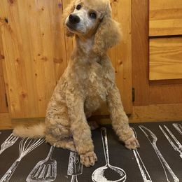 Braeburn - Apricot male Poodle puppy in Dora, Missouri from Bear Cub Standard Poodles