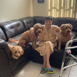 Goldendoodle Puppies from Furever Doodle