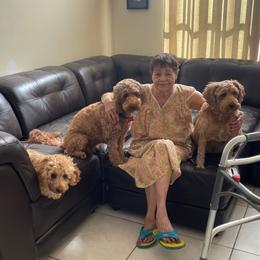 Goldendoodle Puppies from Furever Doodle