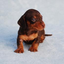 AKC Stella - Chocolate and tan female Dachshund puppy in Billings, Missouri from Bundles of Joy