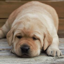 Labrador Retriever Puppies from Meritrust Labradors