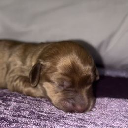 Akc Chocolate Based Cream Brindle - Cream female Dachshund puppy in Lehigh Acres, Florida from Ruby Rose Dachshund Dynasty