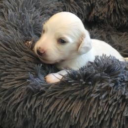 AKC Snow - Cream male Dachshund puppy in Plant City, Florida from Oakley's Dachshund Ranch