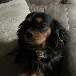 Raini - Cavalier King Charles Spaniel