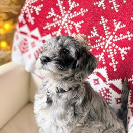 Wash - Merle female Goldendoodle puppy in Pine Grove, California from Lundee Doodles