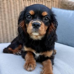 Barron - Black and tan male Cavalier King Charles Spaniel puppy in Mount Dora, Fl, Florida from Breezy Palms Cavaliers