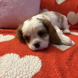 Drax - Blenheim male Cavalier King Charles Spaniel puppy in Channahon, Illinois from Marvelous Cavalier King Charles Spaniels