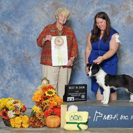 Border Collie Puppies from Top Notch Border Collies