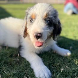 Loki - male Australian Mountain Doodle puppy in Snook, Texas from Snook Acres Doodles