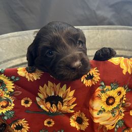 Chloe - Chocolate female Boykin Spaniel puppy in Van Buren, Arkansas from Arklahoma Boykins