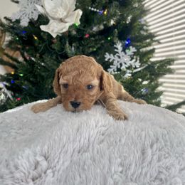 Nugget - Apricot male Cavapoo puppy in Tucson, Arizona from Indie Boo’s mini Cavapoos