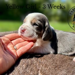 Yellow Girl - Pancake - Blue tan and white female Beagle puppy in Grantsville, Maryland from Fable & Fern Beagles