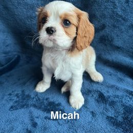 AKC Micah - Blenheim male Cavalier King Charles Spaniel puppy in Marion, Indiana from Country Cavapoos