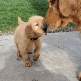 Goldendoodle and Golden Retriever Puppies from Snow Peak Kennels