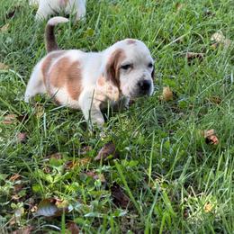 Blue Collar Male - Mahogany and white male Basset Hound puppy in Manchester, Tennessee from Middle TN Leopard Catahoulas and Middle TN Bassett Hounds