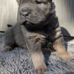 Boy 3 - Blue sable male Chinese Shar-Pei puppy in Autryville, North Carolina from T&D'S Razen Wrinkles Shar-pei