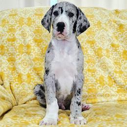 Merle Mantle Male - Mantle merle male Great Dane puppy in Castle Rock, Washington from Uber Alles Great Danes