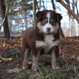 Boy 6 - Miniature Australian Shepherd puppy from HaVen Homestead Miniature Australian Shepherds