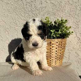 Pumpkin - Black and white male Bernedoodle puppy in Moreno Valley, California from Ayy_Doodles