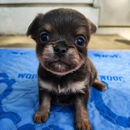 Arley - Blue and tan male Chihuahua puppy in Ashtabula, Ohio from Paw's & Awe's Chihuahuas