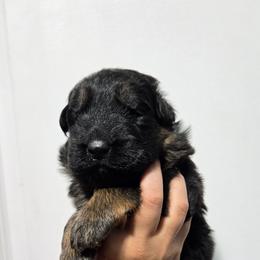 Katara (Light Blue Collar) - Black and red female German Shepherd puppy in Ocala, Florida from Guardian Shepherds