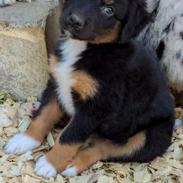 Marlin - Australian Shepherd puppy from Sandy Aussies & Pomeranians