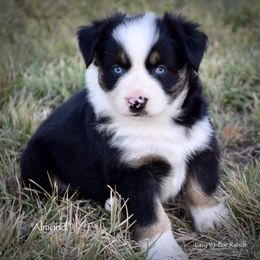 Almond - Black tri female Miniature Australian Shepherd puppy in Evant, Texas from Lazy VT Bar Ranch