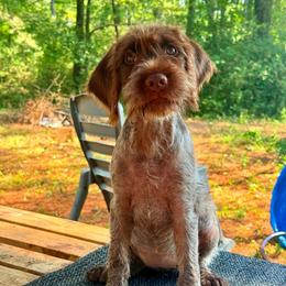 Kay - Brown and gray female Wirehaired Pointing Griffon puppy in Shelbyville, Texas from AndersonK9Kennels Bayou Beards