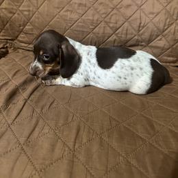 Girl 1 - Piebald female Dachshund puppy in Stilwell, Oklahoma from Ross Ranch Dachshunds