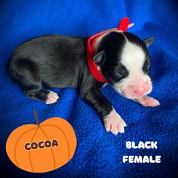Cocoa - Black & white female Australian Shepherd puppy in Brookfield Township, Ohio from AussieLand Shepherds