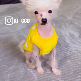 Chinese Crested Puppies from Lucky Star Chinese Crested Dog