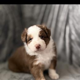 Australian Shepherd Puppies from Crab Point Australian Shepherds